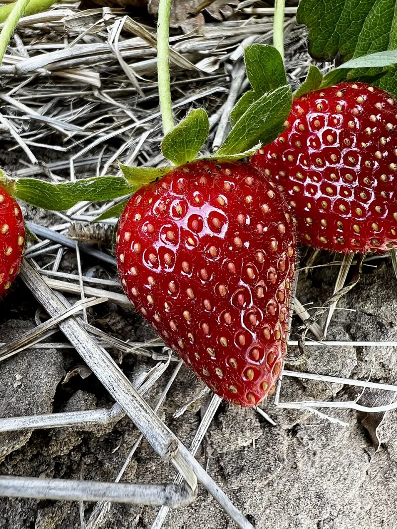 Strawberries in March: The Quiet Shift Happening at Your Local Farm Stand