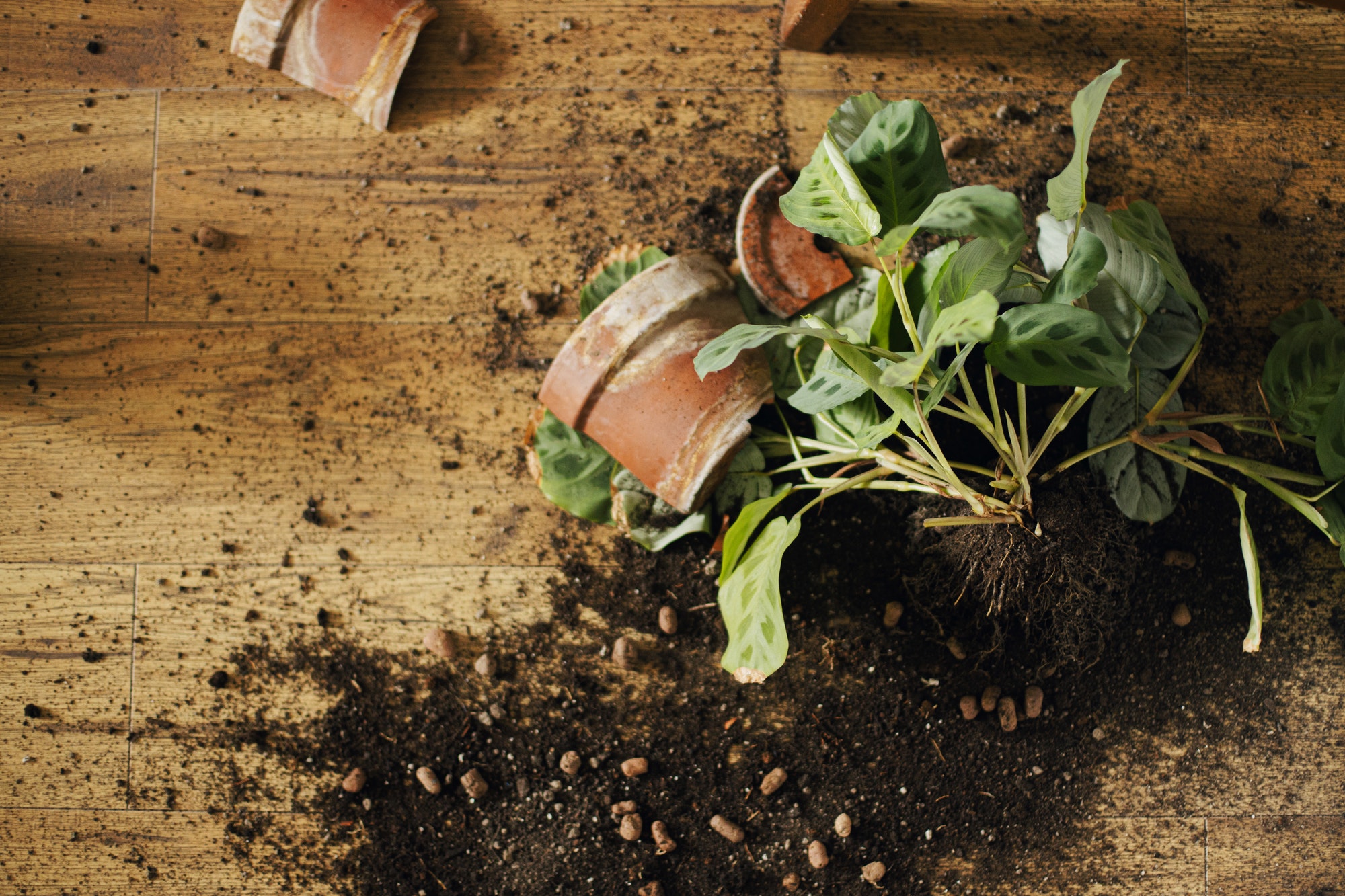 broken-houseplant-and-dirt-on-floor-pieces-of-clay-pot-maranta-plant-roots-soil-on-wooden-floor.jpg